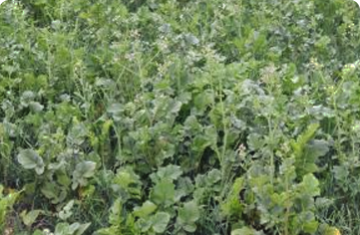 Sistema de Plantio Direto com co-bertura verde melhora o solo e a produtividade agropecuária